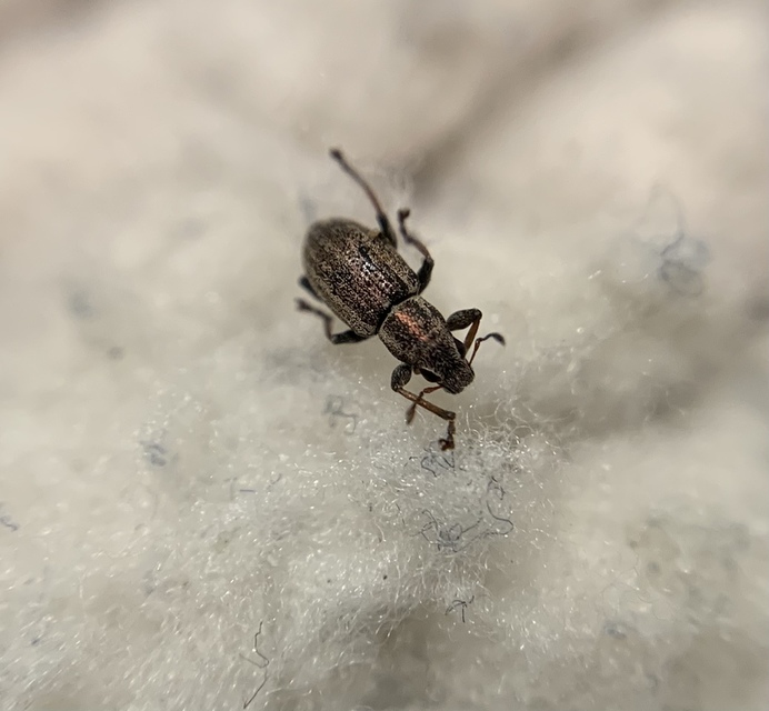 Sitona lateralis - iglice-csipkézőbogár