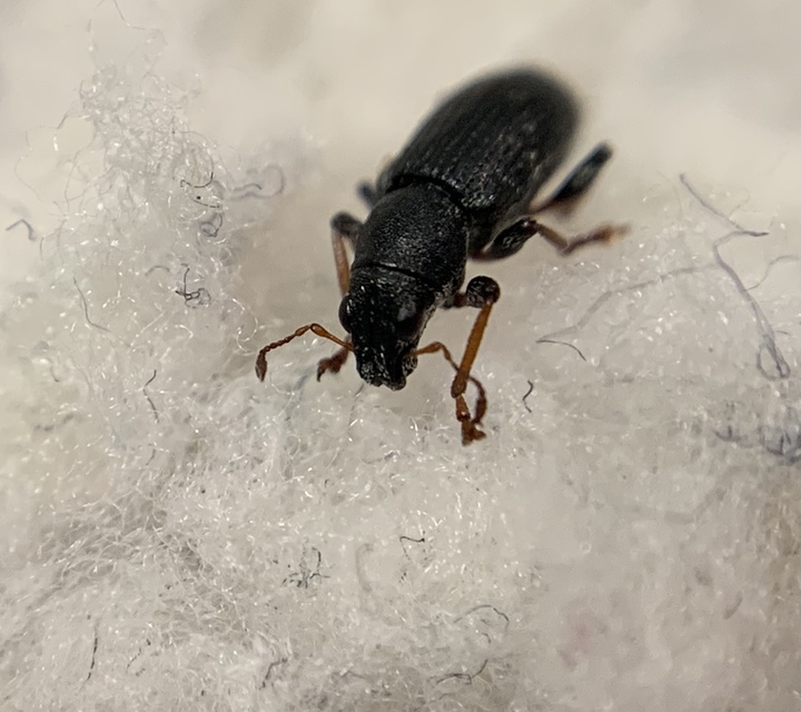 Sitona lateralis - iglice-csipkézőbogár