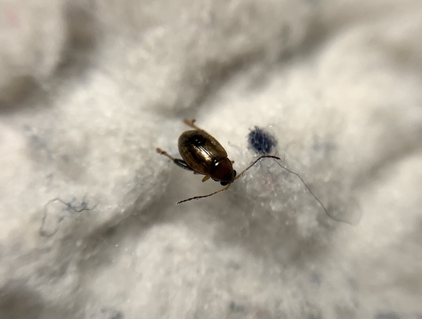 Longitarsus aeneicollis - szélesvállú gyöngyköles-földibolha