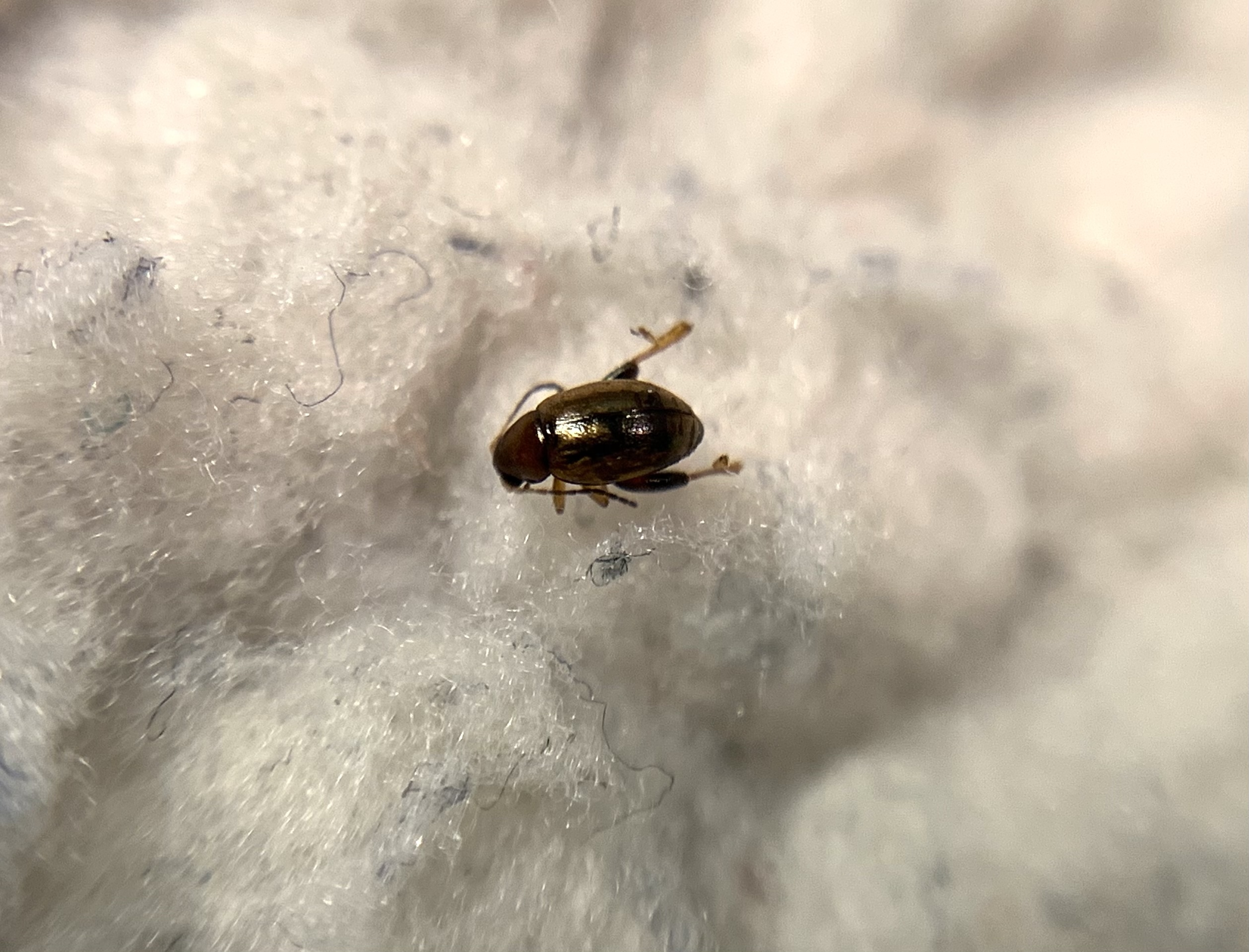 Longitarsus aeneicollis - szélesvállú gyöngyköles-földibolha