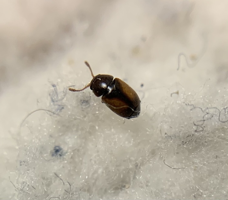 Kateretes pusillus