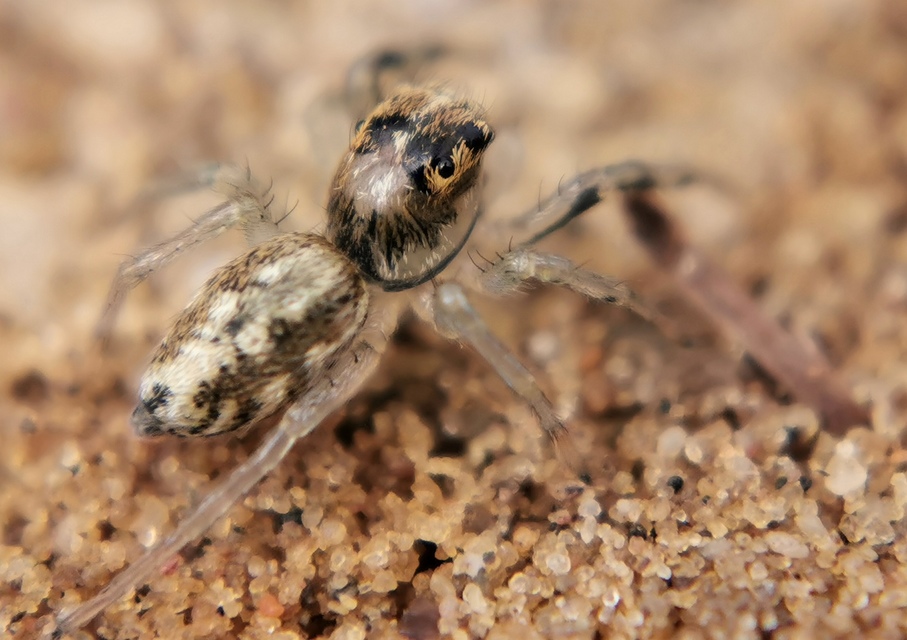 Phintella castriesiana - drávai ugrópók
