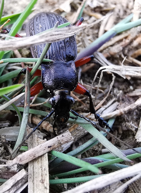 Carabus granulatus - mezei futrinka