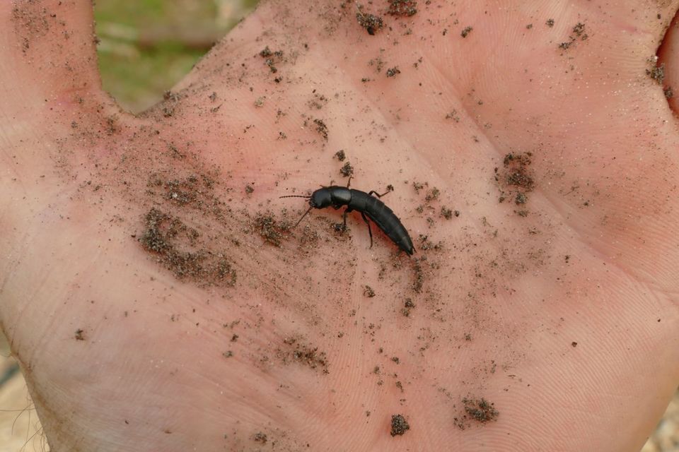 Ocypus nitens - fekete holyva