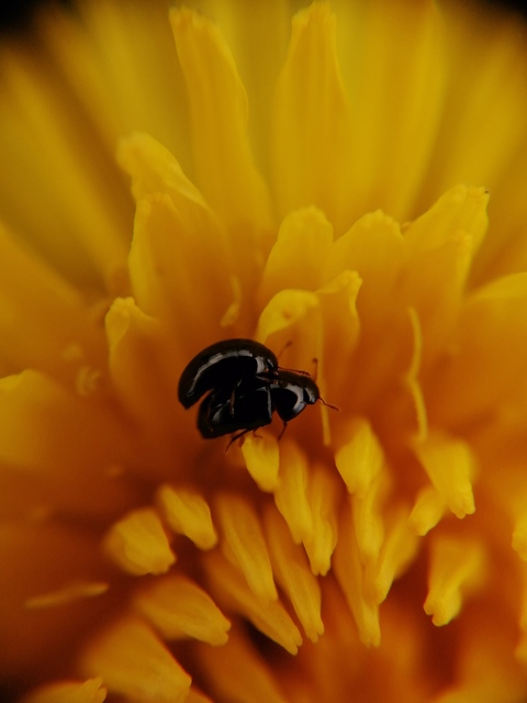 Phalacridae - kalászbogárfélék Phalacridae - kalászbogárfélék