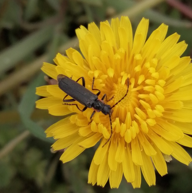 Cantharis liburnica - déli lágybogár