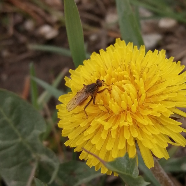 Scathophaga stercoraria - közönséges trágyalégy