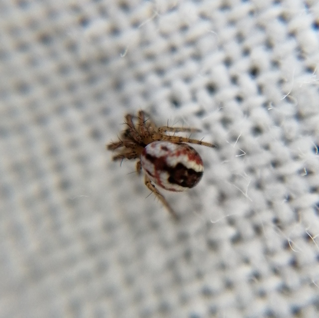 Mangora acalypha - réti keresztespók