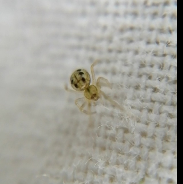 Enoplognatha ovata/latimana