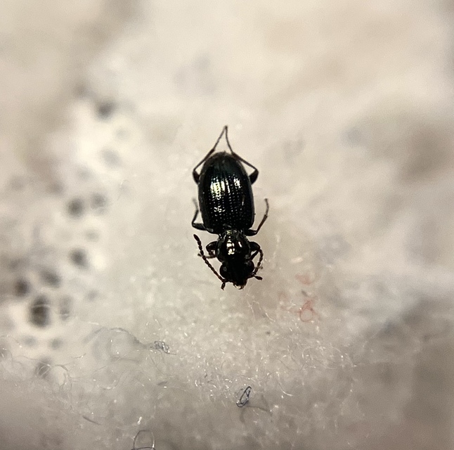 Bembidion tenellum - gyöngyházfényű gyorsfutó