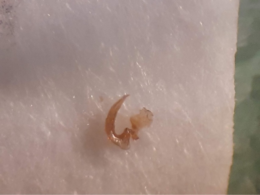 Hydroporus striola - tarka kiscsíkbogár