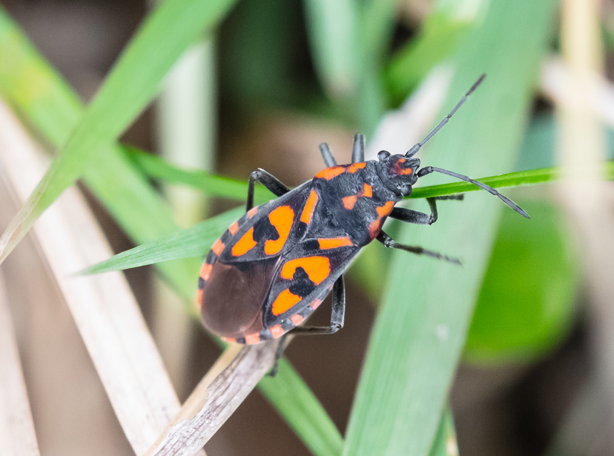 Spilostethus saxatilis - virágbodobács