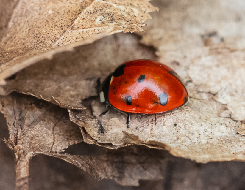 Coccinella septempunctata - hétpettyes katica