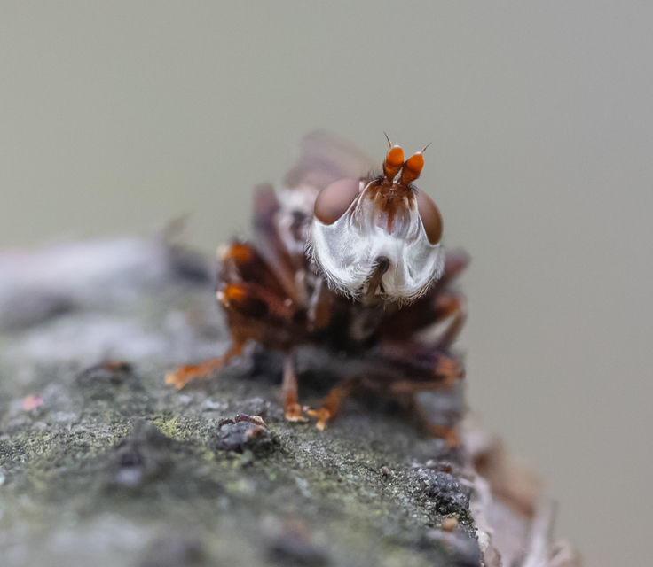 Myopa