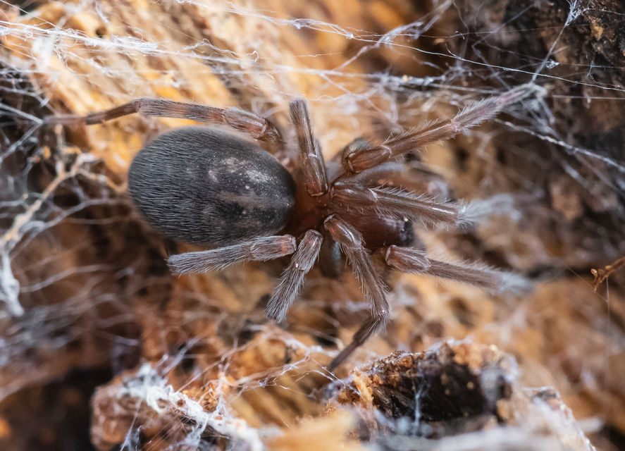 Amaurobius