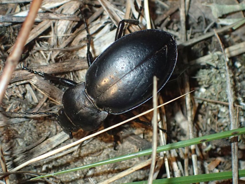 Carabus hungaricus - magyar futrinka