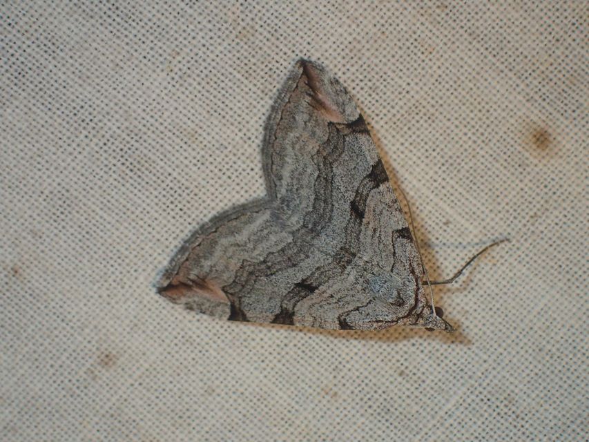 Aplocera plagiata - szürke csíkosaraszoló