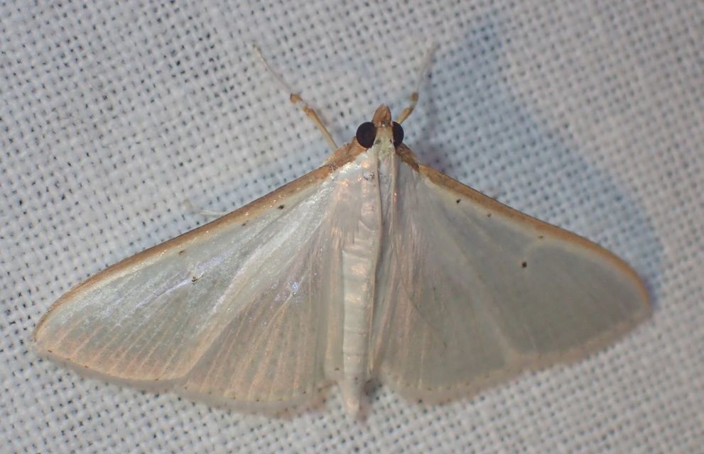 Palpita vitrealis - hófehér tűzmoly