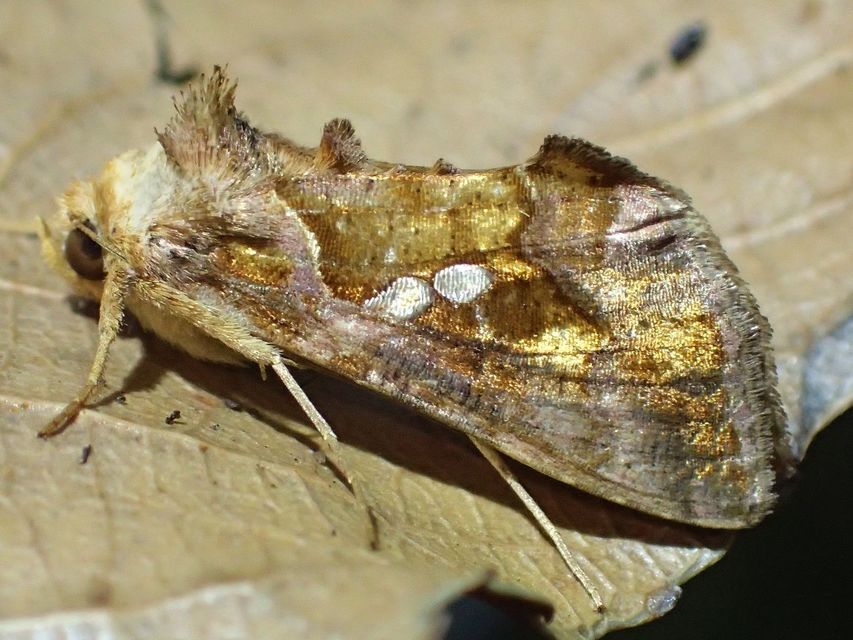 Chrysodeixis chalcites - déli aranybagoly