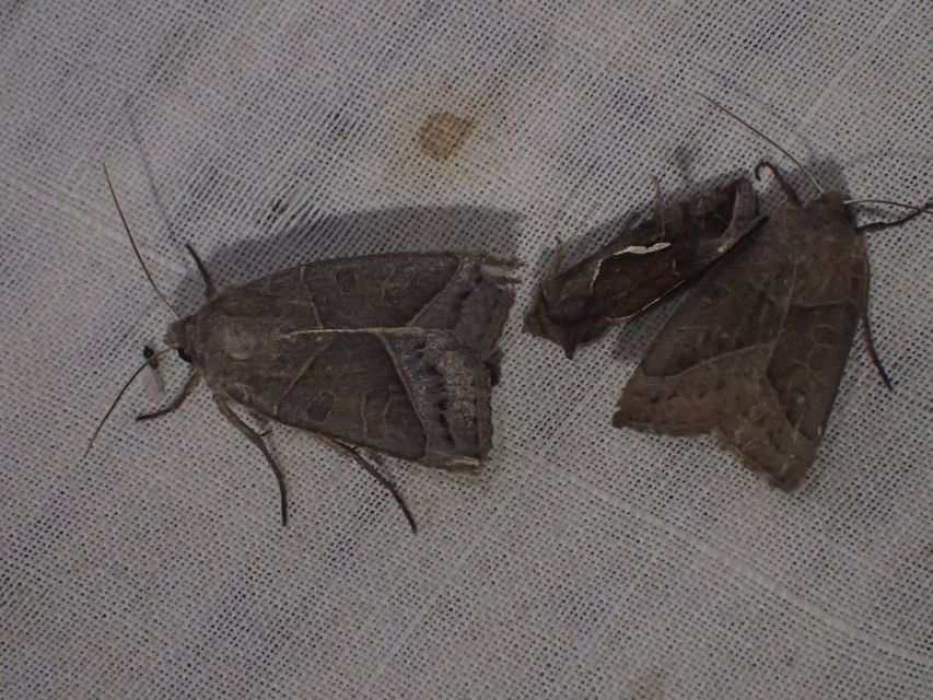 Mesogona oxalina - hegyesszárnyú madársóskabagoly