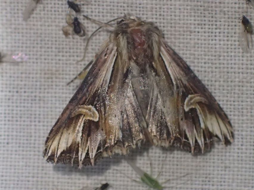 Actinotia polyodon - nagy sugarasbagoly