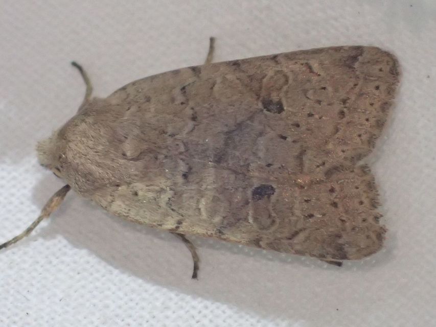 Propenistra laevis - könnyű őszibagoly