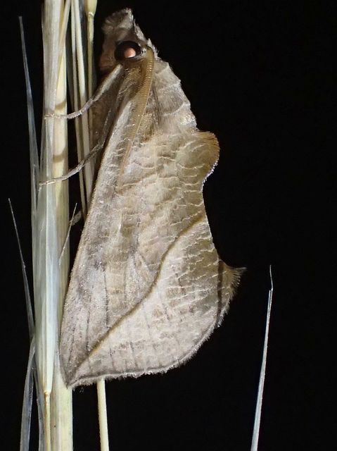 Calyptra thalictri - öblösszárnyú bagoly