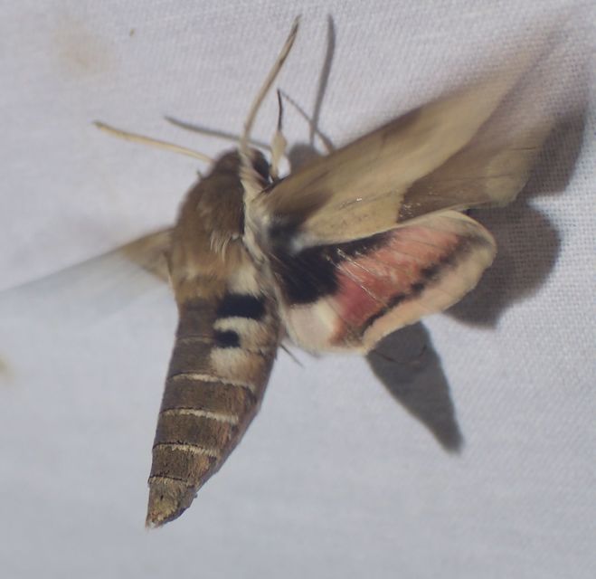 Hyles euphorbiae - kutyatejszender