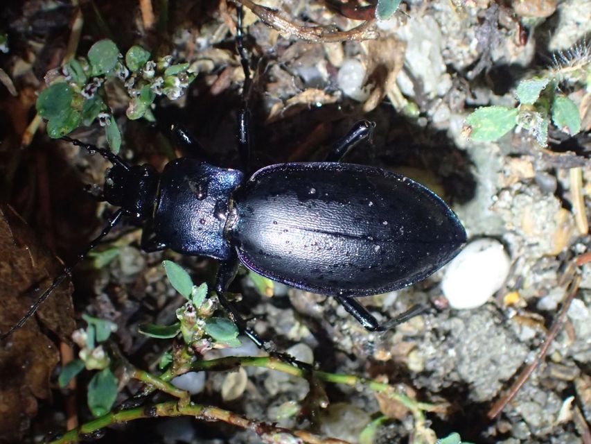 Carabus germarii exasperatus - dunántúli kékfutrinka