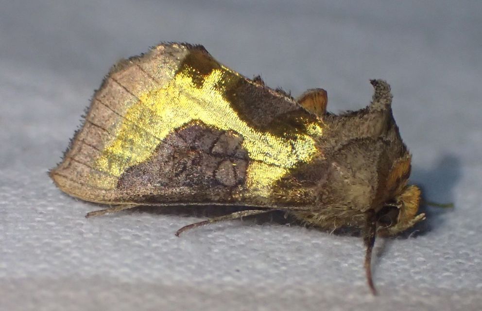 Diachrysia chrysitis - aranybagoly