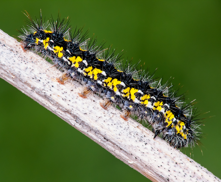 Callimorpha dominula - fémes medvelepke