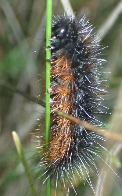 Hyphoraia aulica - barna medvelepke