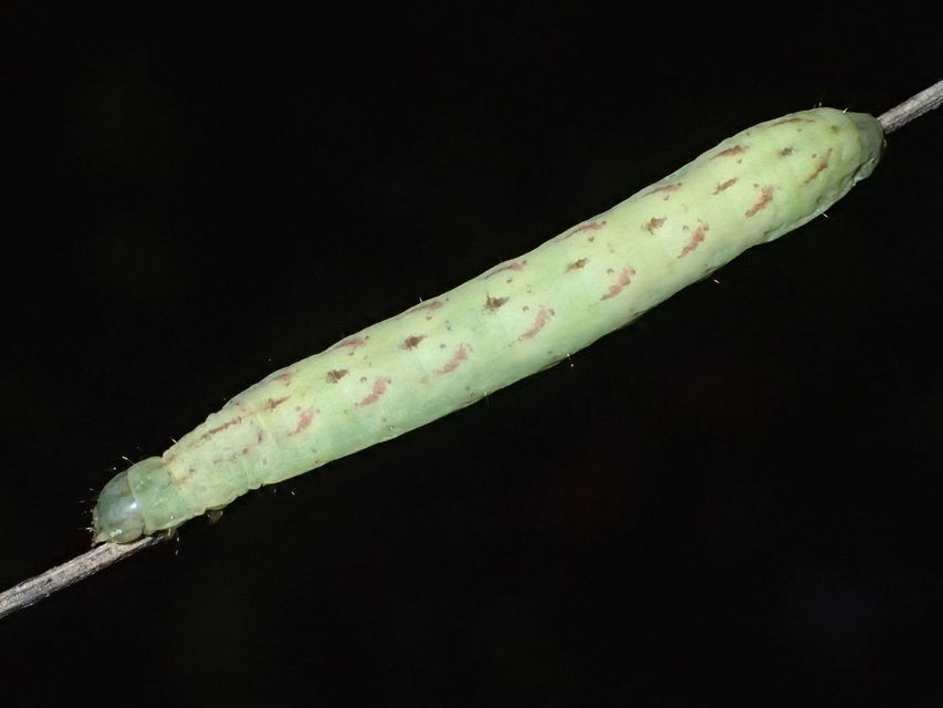 Lacanobia contigua - hamuszürke kertibagoly
