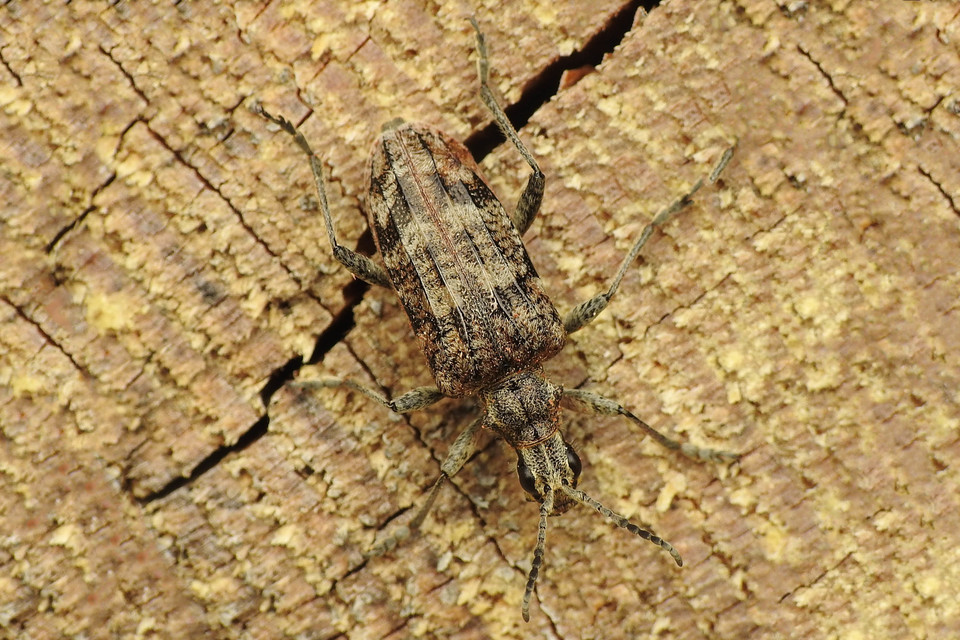 Rhagium inquisitor - fenyves-tövisescincér