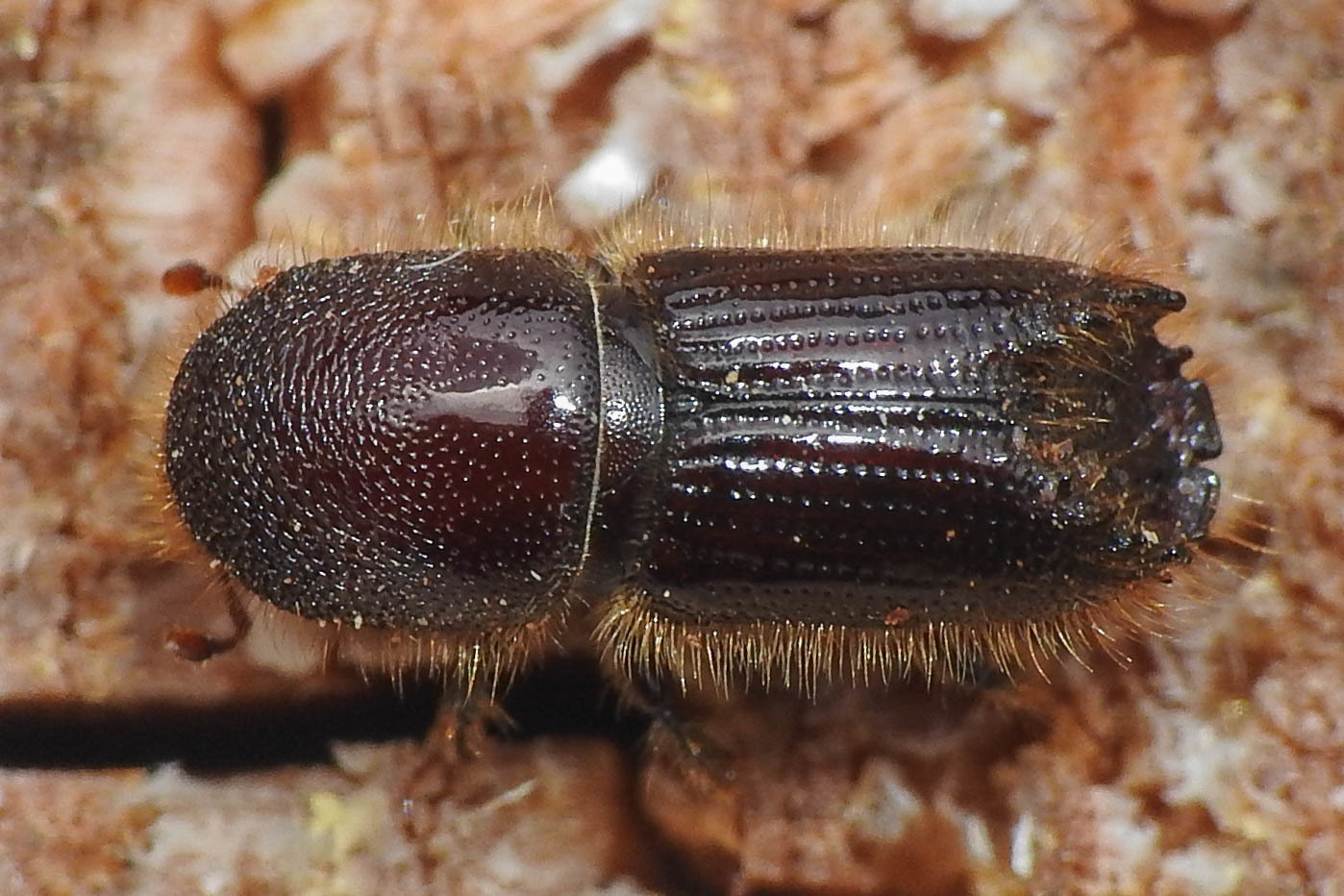 Ips sexdentatus - hatfogú betűzőszú