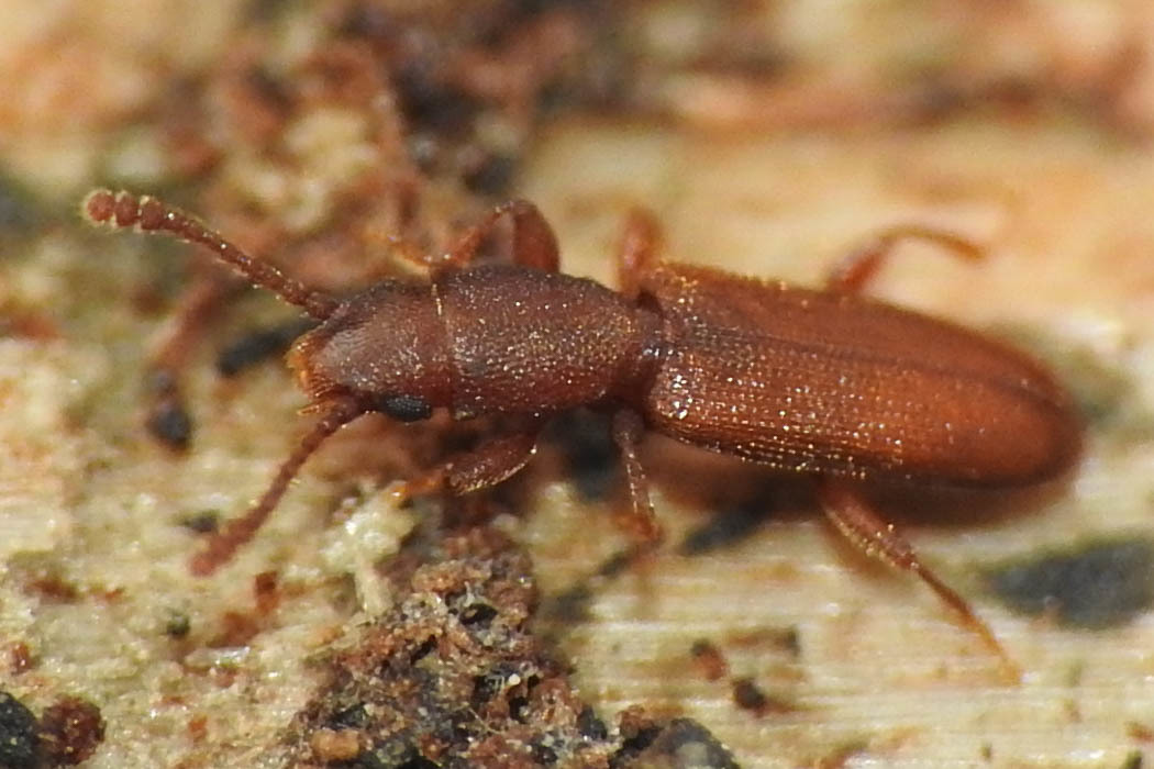 Silvanus unidentatus - rozsdás fogasnyakú-lapbogár