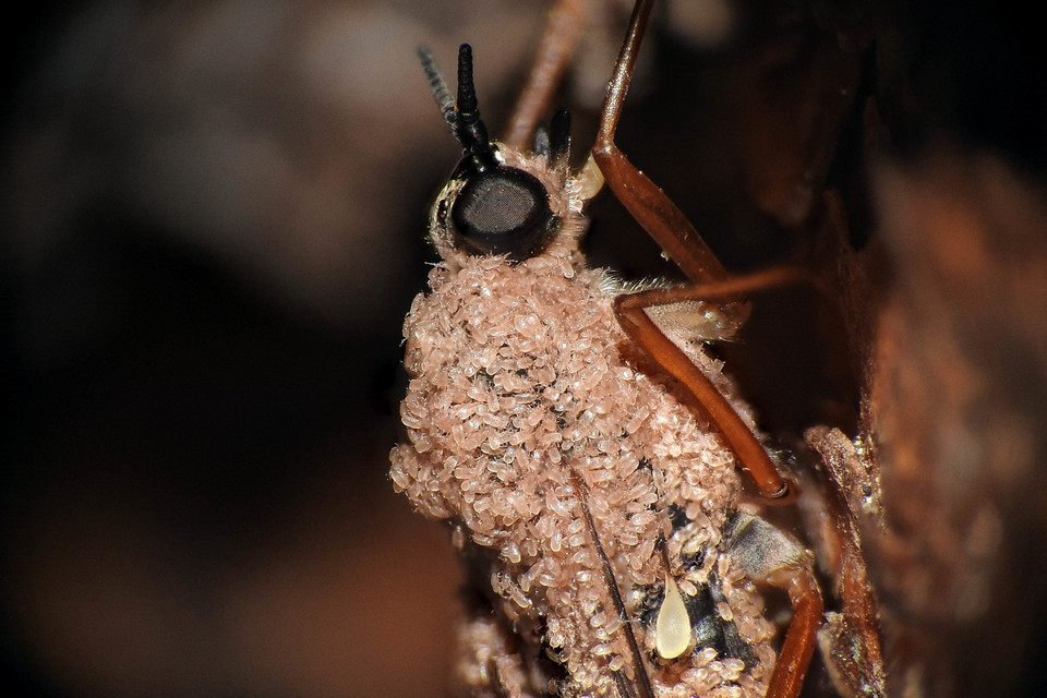 Xylophagus