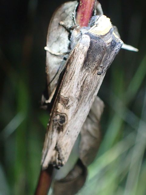 Xylena exsoleta - szürke fabagoly