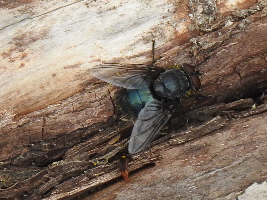 Calliphora