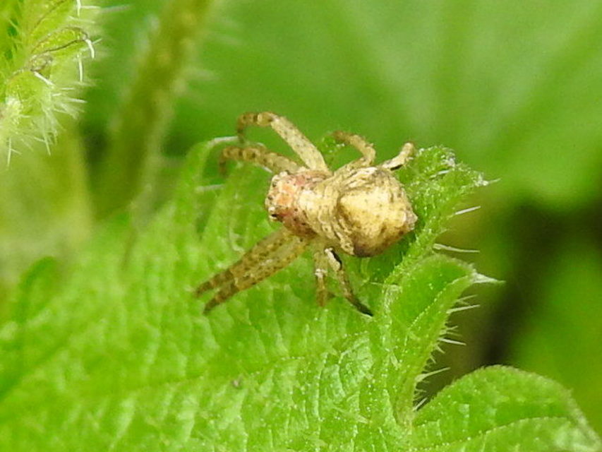 Tmarus piger/stellio