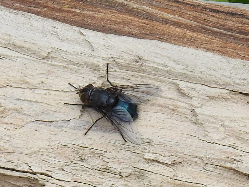 Calliphora
