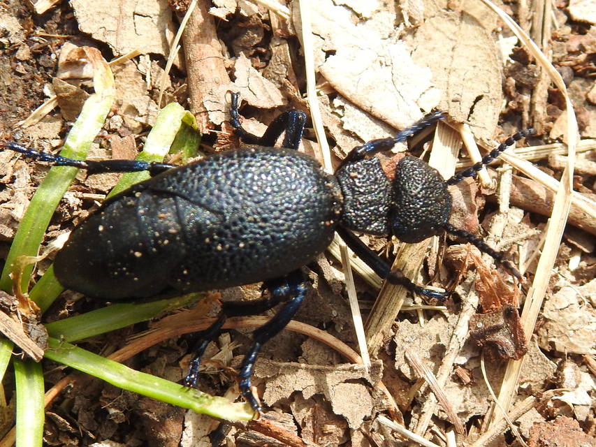 Meloe cicatricosus - óriásnünüke