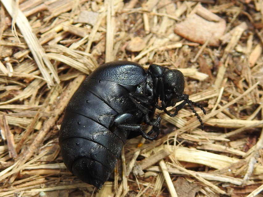 Meloe scabriusculus - érdes nünüke