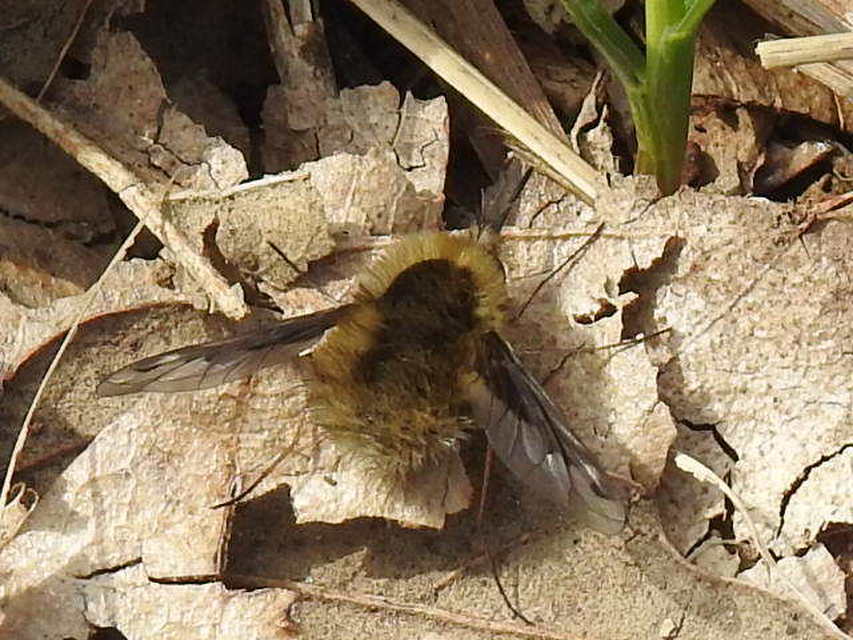 Bombylius fimbriatus - egypettyes pöszörlégy