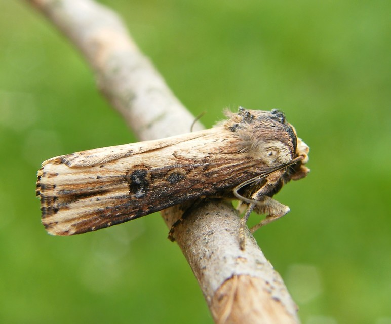 Axylia putris - vonalkás földibagoly