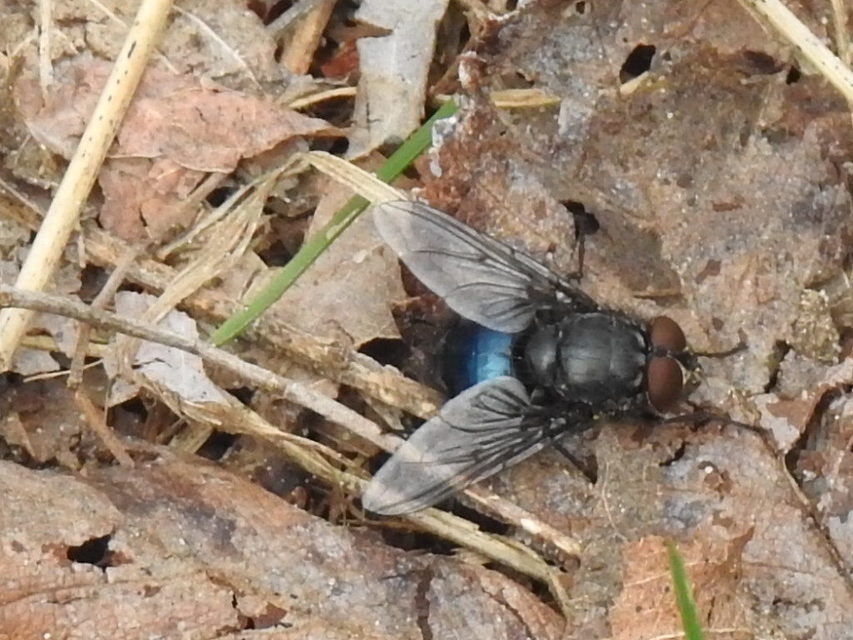 Calliphora