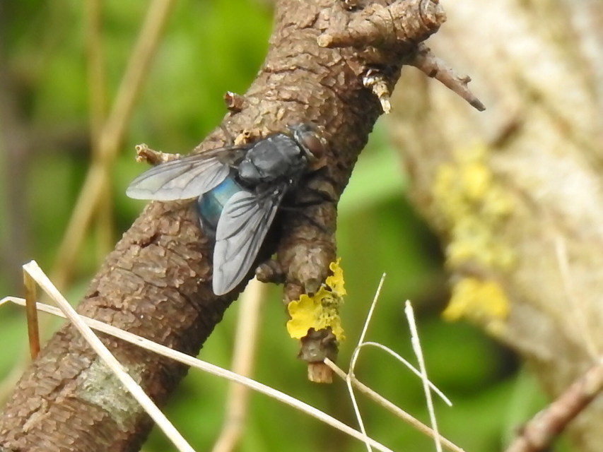 Calliphora