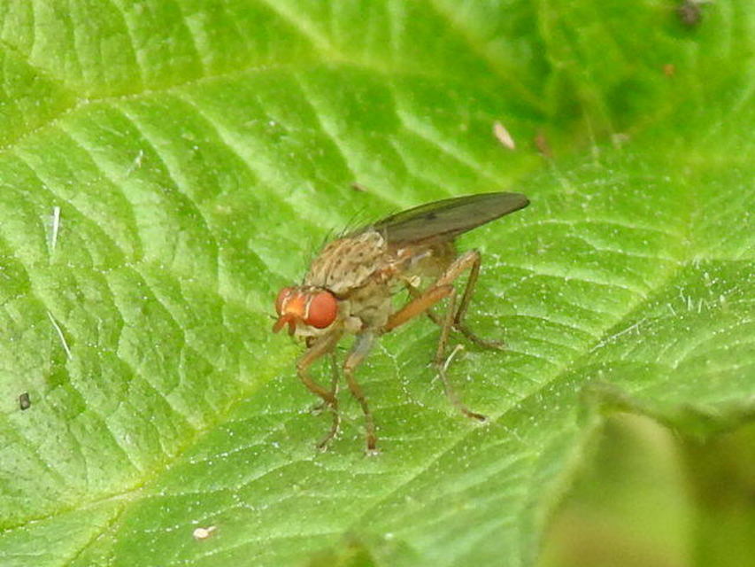 Scathophaga
