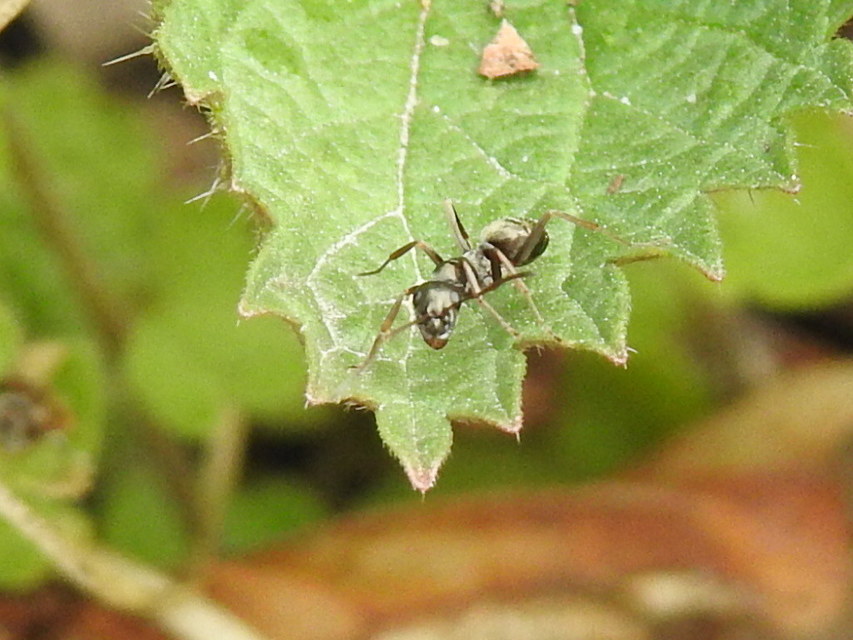 Formica fusca - kormos rabszolgahangya