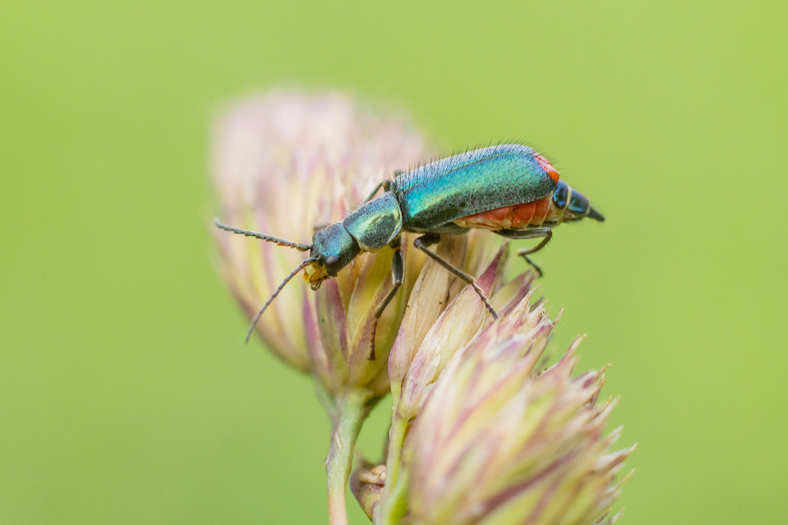 Cordylepherus viridis - zöld bibircsesbogár